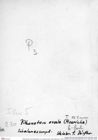 Historisches Foto (Rückseite) von Longodromites ovalis (Moericke, 1897) (NHMW-AFW-GEO-BACHMAYER-FOTO-1990-0041-0230)
